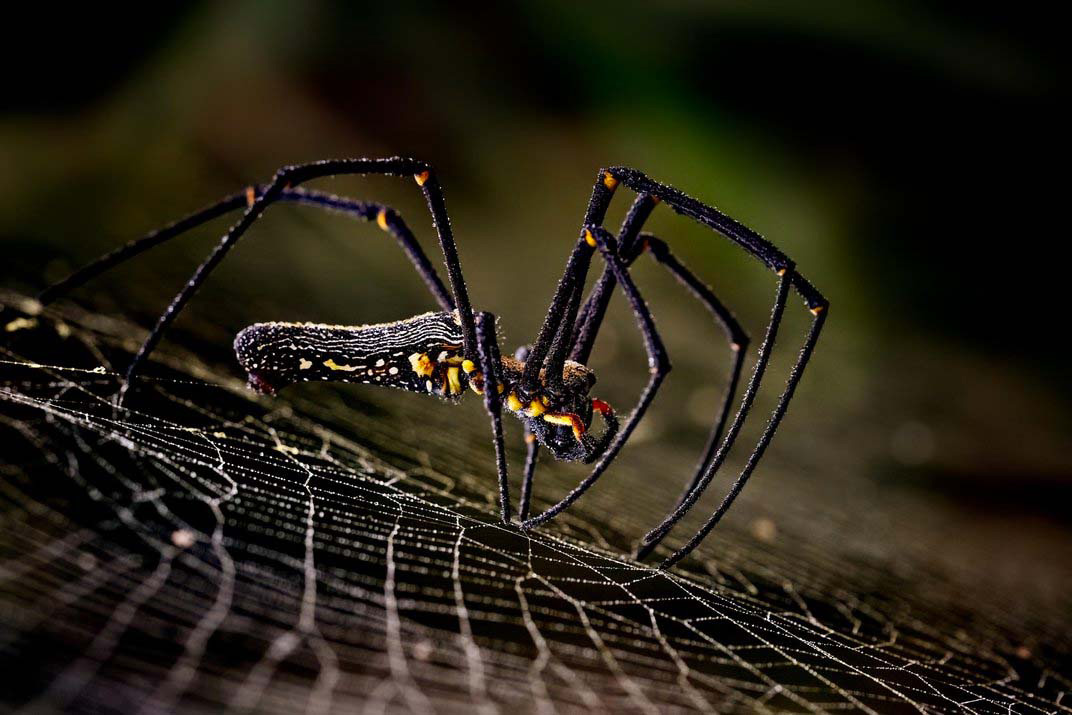 20 asombrosas fotografías finalistas del prestigioso concurso Smithsonian. Increíble la #4