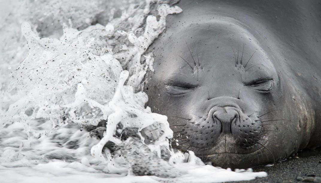 20 asombrosas fotografías finalistas del prestigioso concurso Smithsonian. Increíble la #4