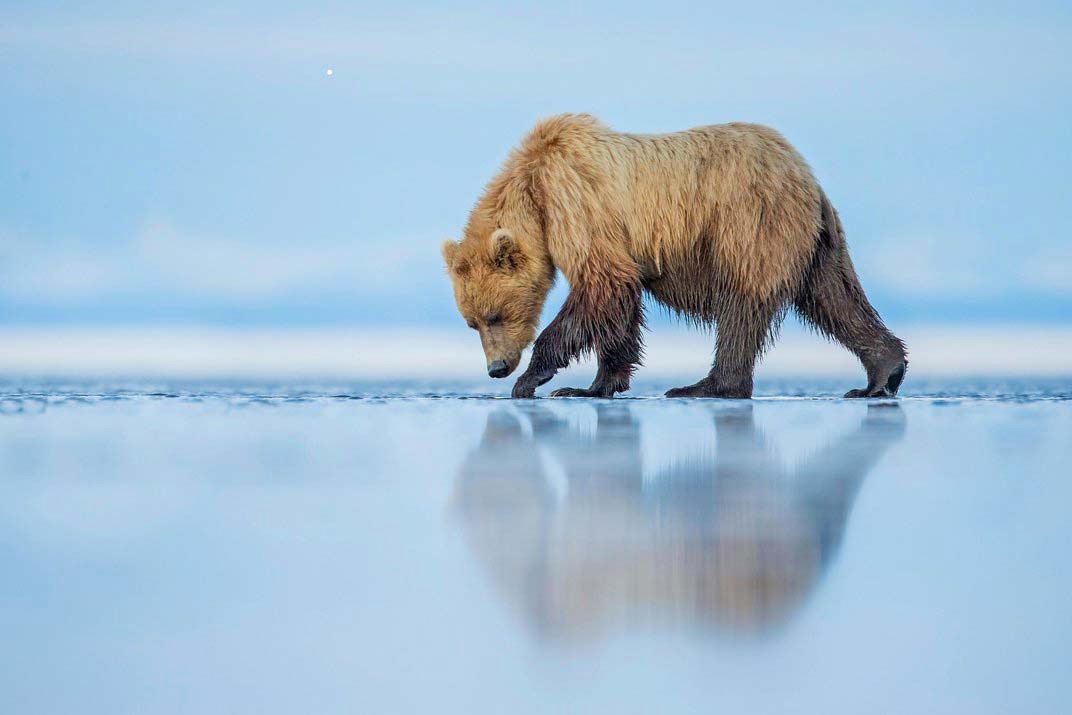 20 asombrosas fotografías finalistas del prestigioso concurso Smithsonian. Increíble la #4