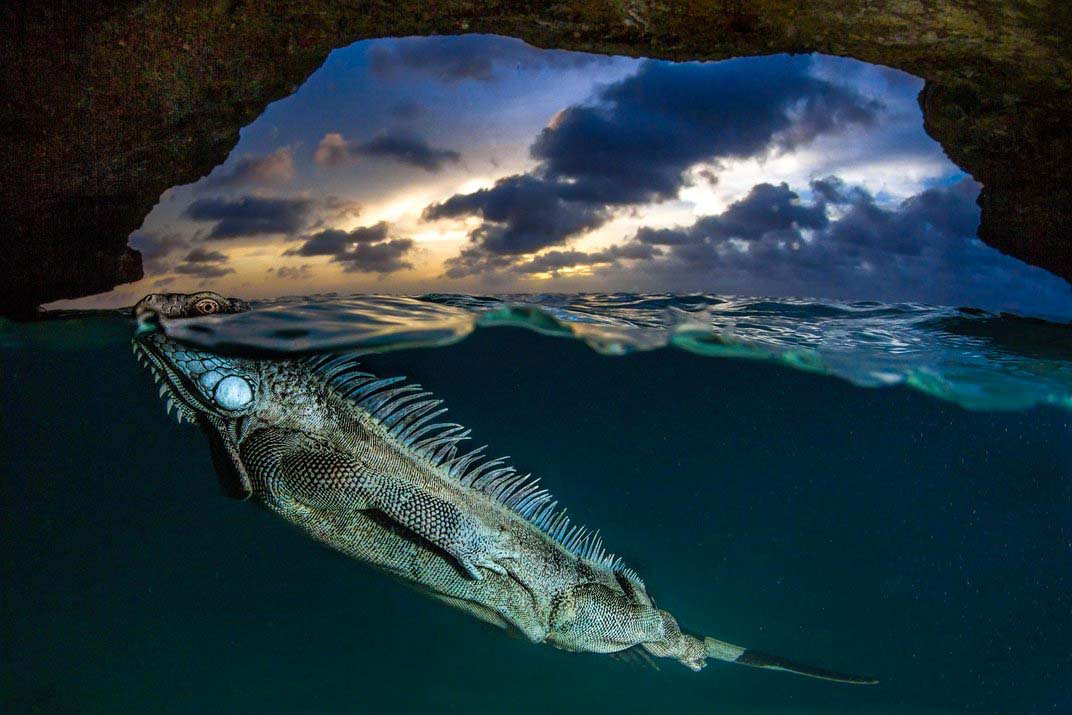 20 asombrosas fotografías finalistas del prestigioso concurso Smithsonian. Increíble la #4