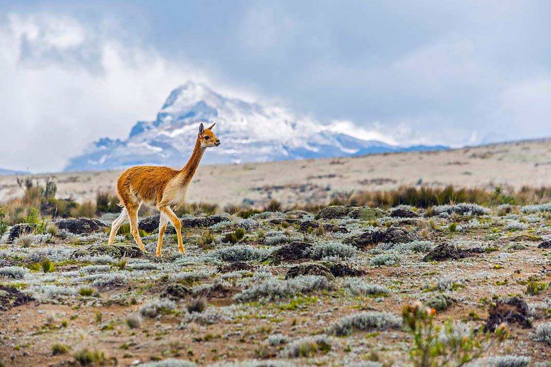 20 asombrosas fotografías finalistas del prestigioso concurso Smithsonian. Increíble la #4