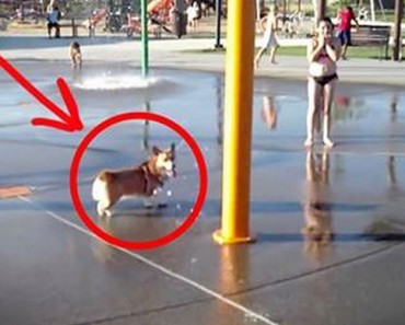 Este perro está disfrutando de un día en un parque acuático y hace algo que te hara reír MUCHO 1