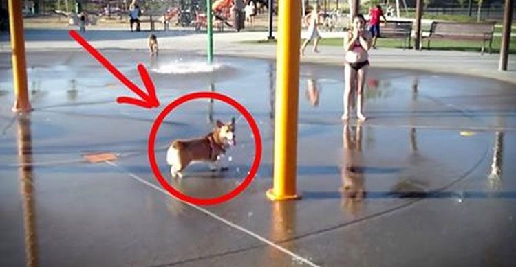 Este perro está disfrutando de un día en un parque acuático y hace algo que te hara reír MUCHO 1