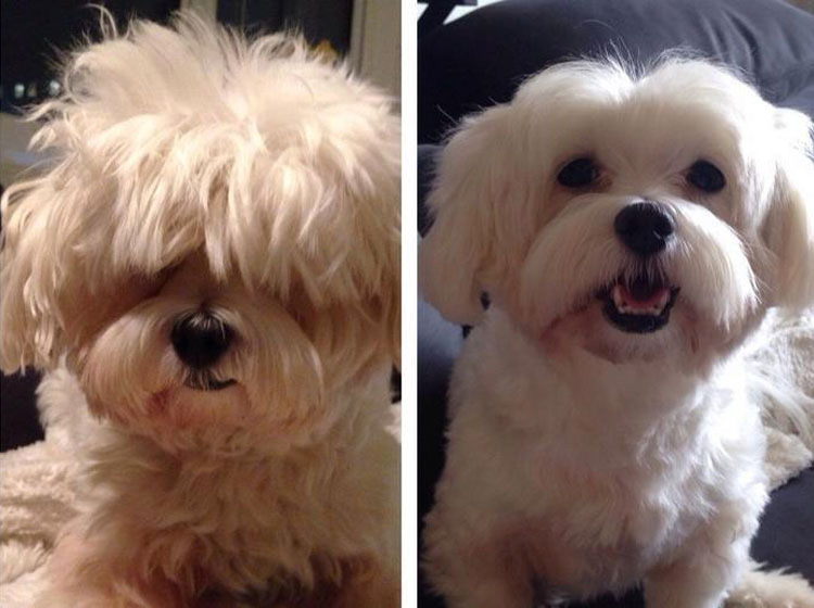 15 Perros antes y después de sus cortes de pelo de primavera. ATENCIÓN al #8
