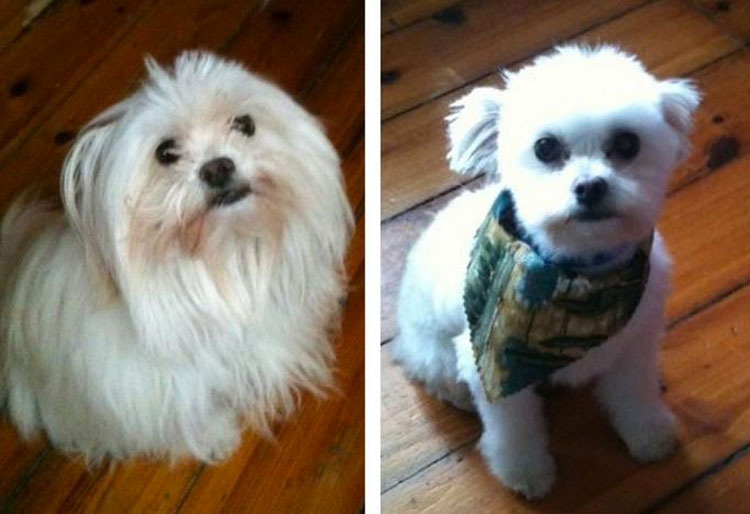 15 Perros antes y después de sus cortes de pelo de primavera. ATENCIÓN al #8