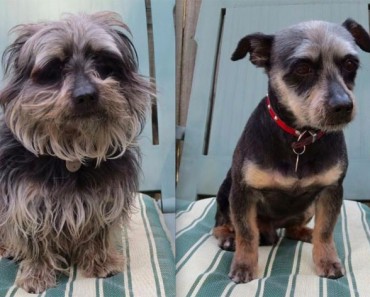 15 Perros antes y después de sus cortes de pelo de primavera. ATENCIÓN al #8 1