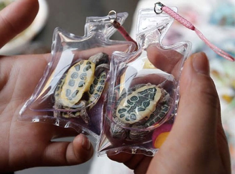 En China, la gente vende CRUELDAD ANIMAL en forma de un accesorio de moda