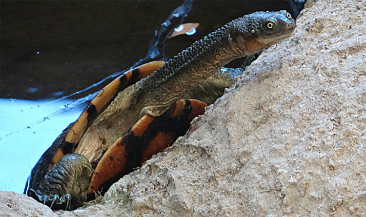 29 Fotos Que Prueban Que La Vida En La Tierra Es Más Extraña (Y Más Increíble) De Lo Que Nunca Imaginó