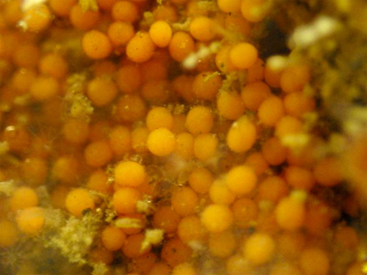 29 Fotos Que Prueban Que La Vida En La Tierra Es Más Extraña (Y Más Increíble) De Lo Que Nunca Imaginó