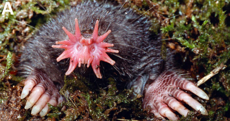 29 Fotos Que Prueban Que La Vida En La Tierra Es Más Extraña (Y Más Increíble) De Lo Que Nunca Imaginó