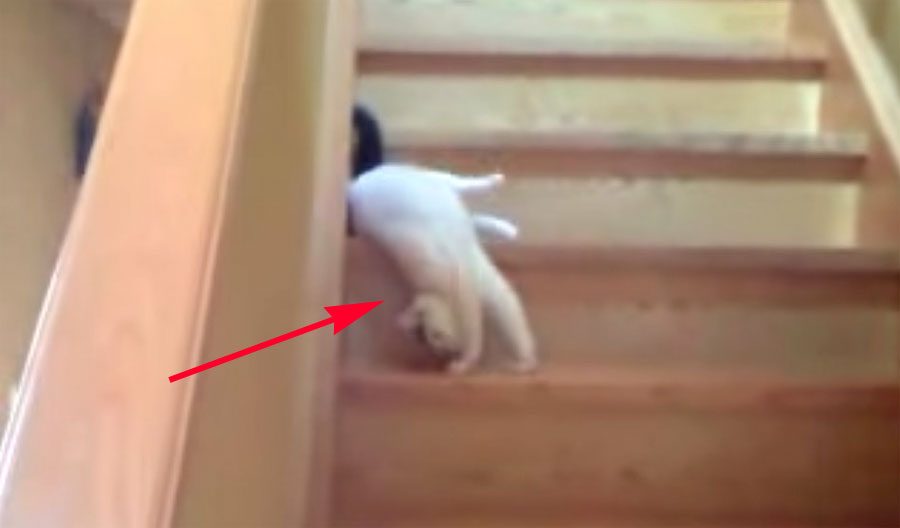 Este gato tiene una forma muy extraña de bajar las escaleras. No podrás dejar de reír cuando lo veas