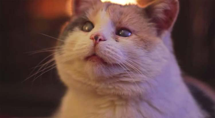 Un gato ciego que nadie quería cambió la vida de este hombre