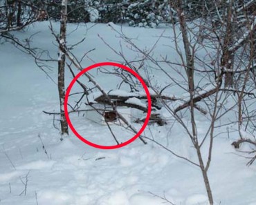 Este hombre encontró una caja en la nieve. No se imaginaba lo que había dentro 1