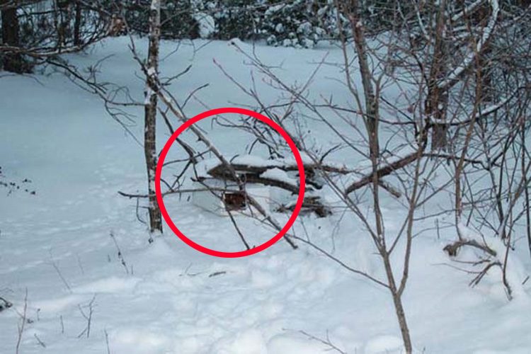 Este hombre encontró una caja en la nieve. No se imaginaba lo que había dentro 17 Este hombre encontró una caja en la nieve. No se imaginaba lo que había dentro 1
