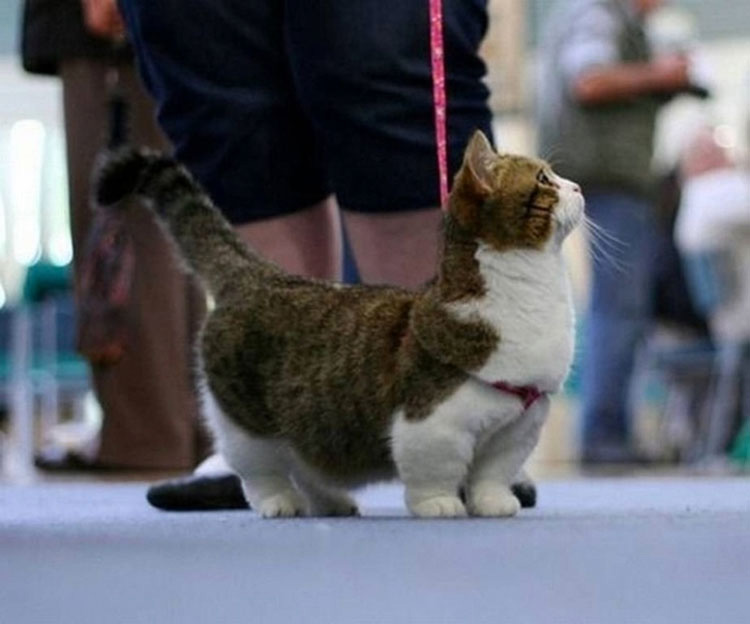 21 razones por las que todo el mundo necesita un gato de Munchkin en su vida