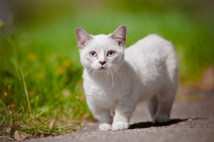21 razones por las que todo el mundo necesita un gato de Munchkin en su vida