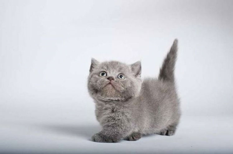 21 razones por las que todo el mundo necesita un gato de Munchkin en su vida