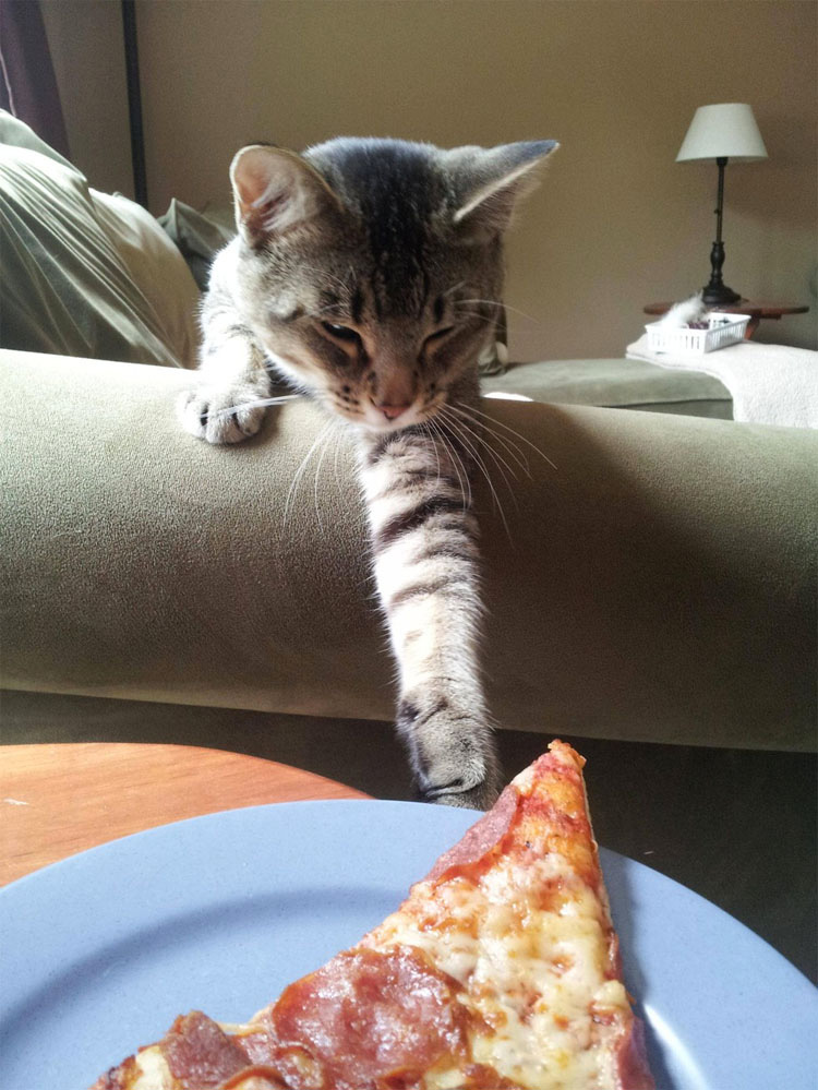 14 gatos que están robando su comida. Atentos al #3