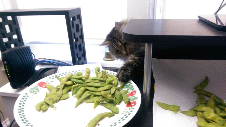 14 gatos que están robando su comida. Atentos al #3