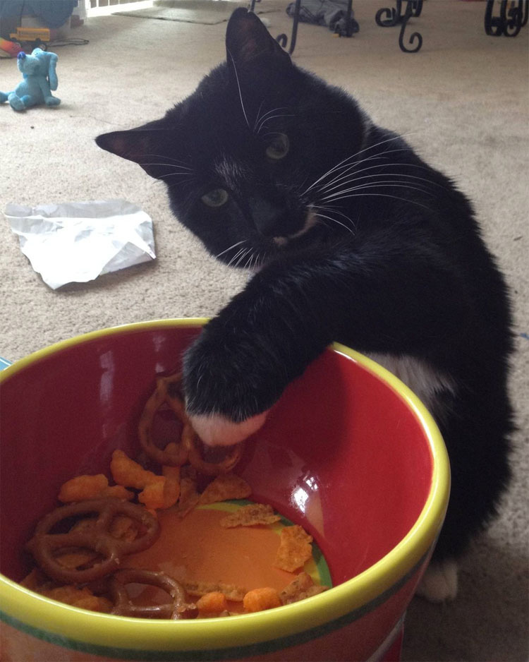 14 gatos que están robando su comida. Atentos al #3