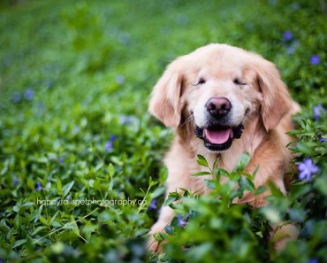 Este sonriente Golden Retriever que nació sin ojos proporciona consuelo a pacientes enfermos 3