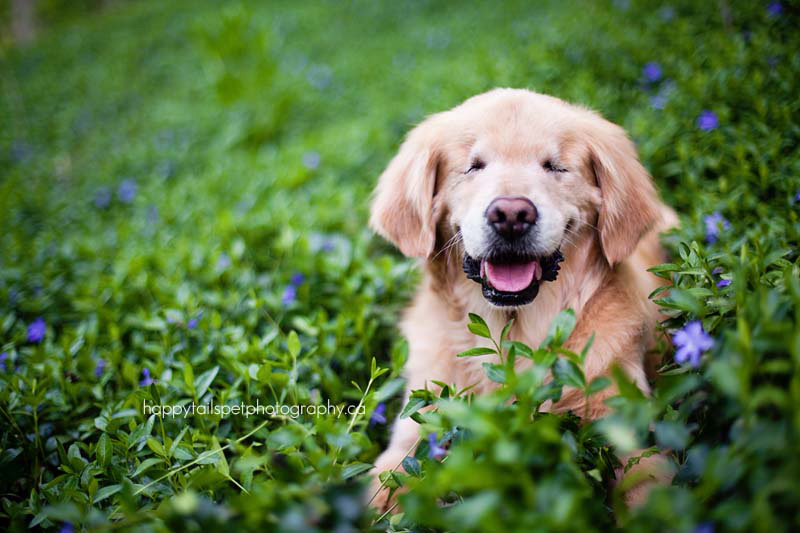 Este sonriente Golden Retriever que nació sin ojos proporciona consuelo a pacientes enfermos