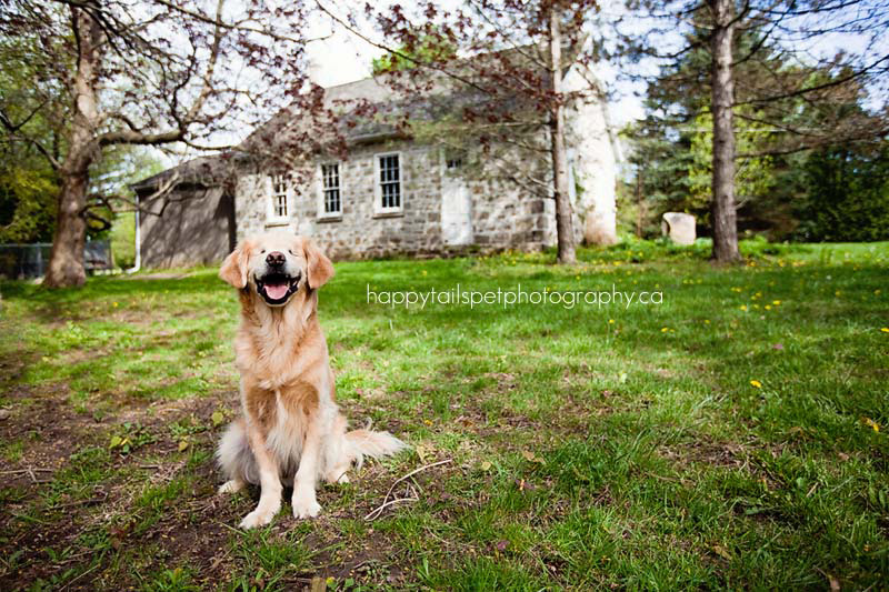 Este sonriente Golden Retriever que nació sin ojos proporciona consuelo a pacientes enfermos