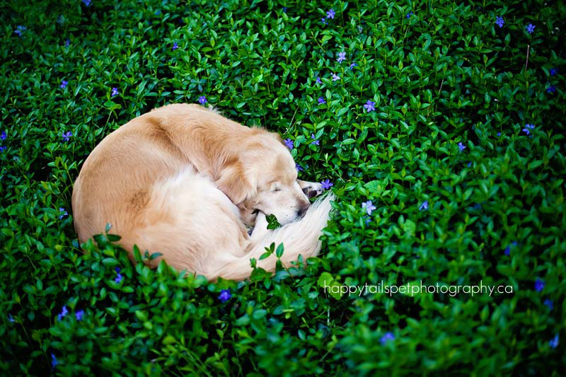 Este sonriente Golden Retriever que nació sin ojos proporciona consuelo a pacientes enfermos