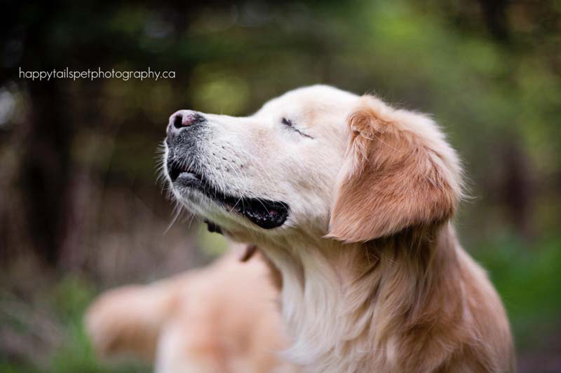 Este sonriente Golden Retriever que nació sin ojos proporciona consuelo a pacientes enfermos