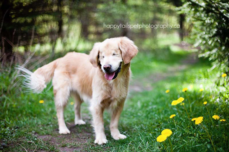 Este sonriente Golden Retriever que nació sin ojos proporciona consuelo a pacientes enfermos