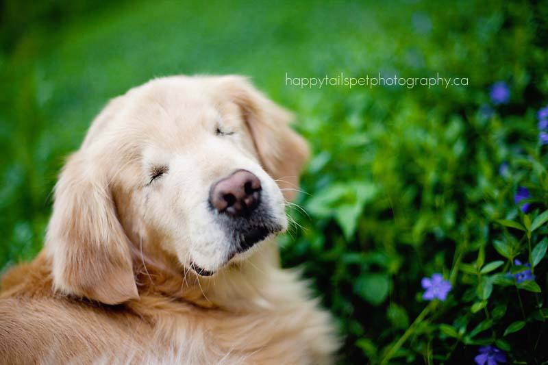 Este sonriente Golden Retriever que nació sin ojos proporciona consuelo a pacientes enfermos