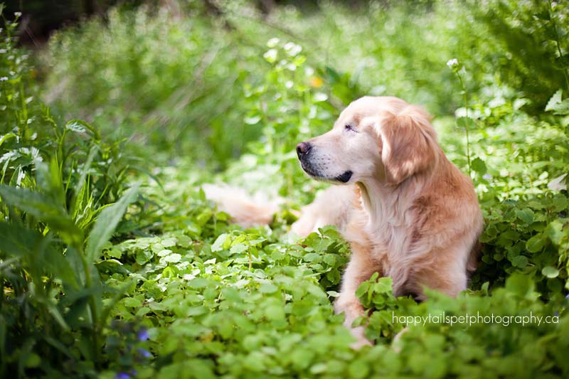 Este sonriente Golden Retriever que nació sin ojos proporciona consuelo a pacientes enfermos