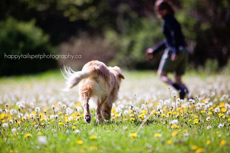 Este sonriente Golden Retriever que nació sin ojos proporciona consuelo a pacientes enfermos