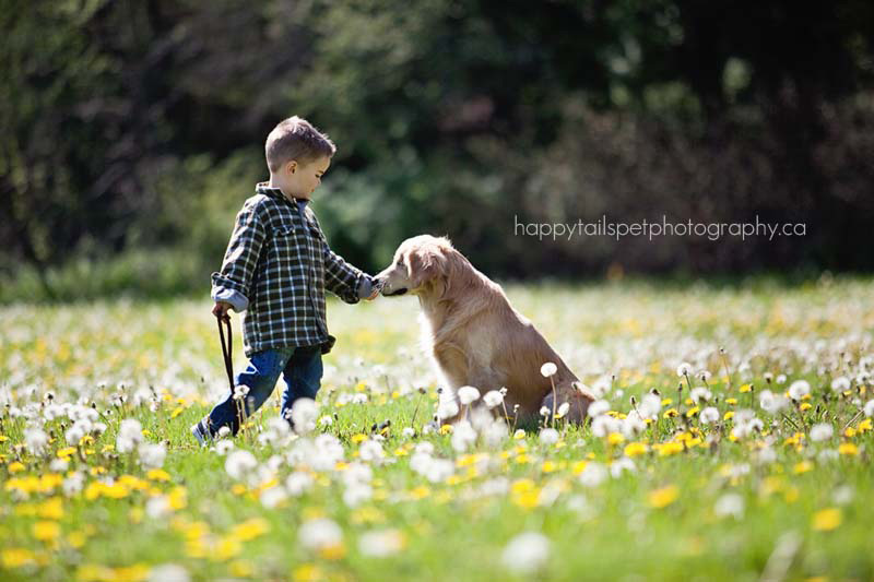 Este sonriente Golden Retriever que nació sin ojos proporciona consuelo a pacientes enfermos