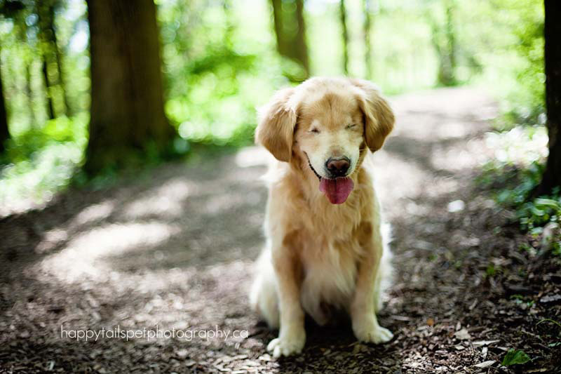 Este sonriente Golden Retriever que nació sin ojos proporciona consuelo a pacientes enfermos