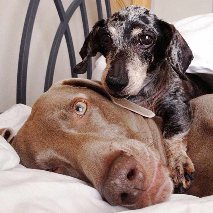 Estos Tres Amigos Se Han Ganado A Internet. Cuando Veas Sus Adoroables Fotos, Sabrá Por Qué