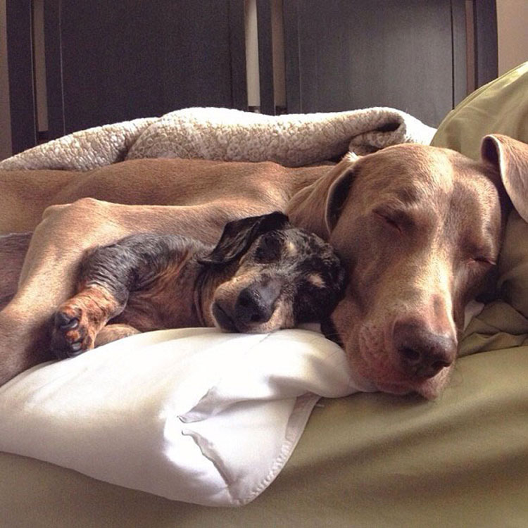 Estos Tres Amigos Se Han Ganado A Internet. Cuando Veas Sus Adoroables Fotos, Sabrá Por Qué