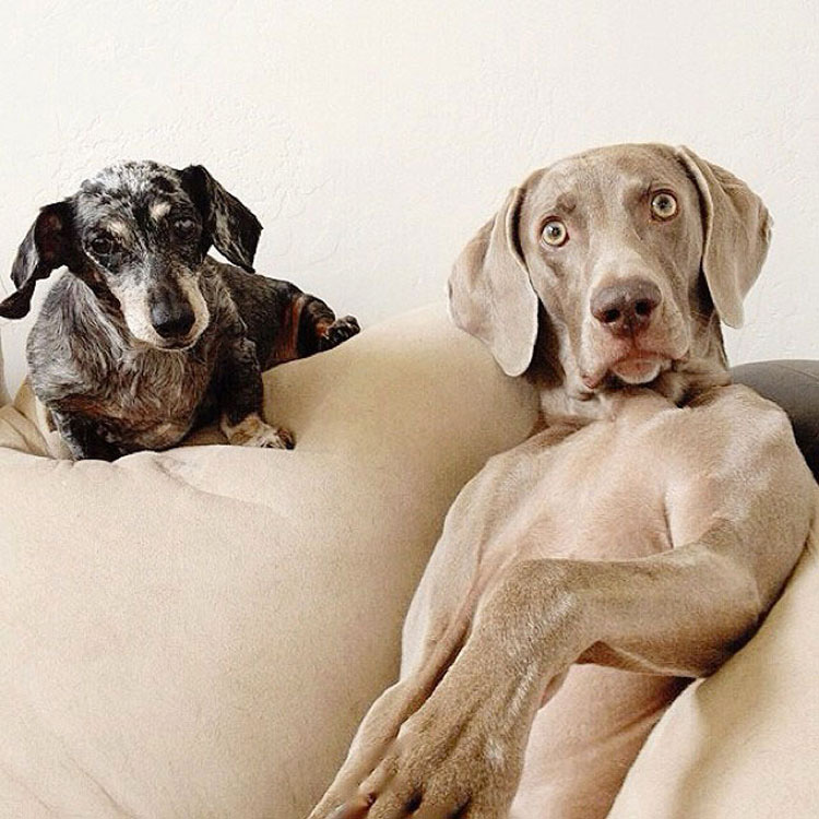 Estos Tres Amigos Se Han Ganado A Internet. Cuando Veas Sus Adoroables Fotos, Sabrá Por Qué