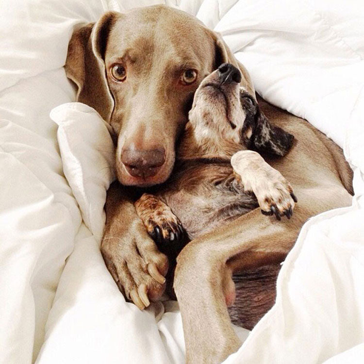 Estos Tres Amigos Se Han Ganado A Internet. Cuando Veas Sus Adoroables Fotos, Sabrá Por Qué