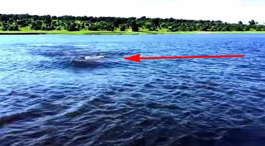 ¿Crees que los tiburones dan miedo? Esta criatura de agua debe aterrorizarte de verdad 1