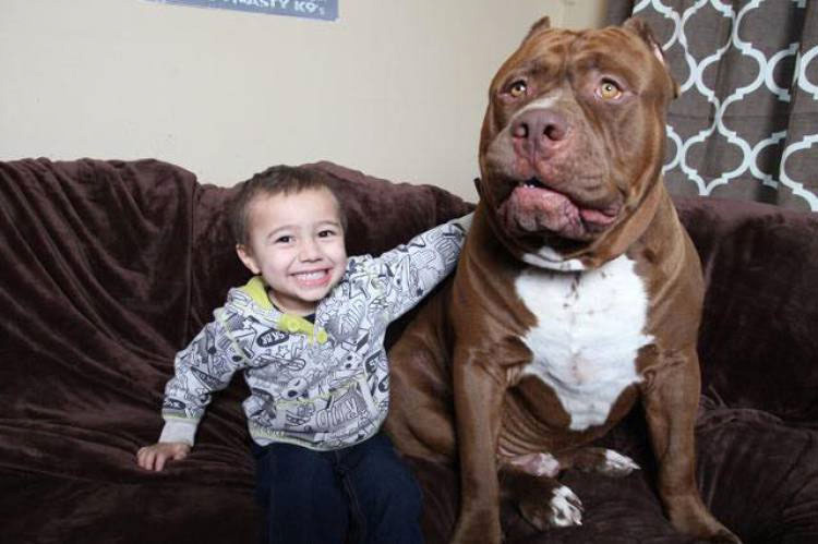 Este Es Hulk, El Pitbull De 80 Kg Que Te Aplastará Con Su Bondad