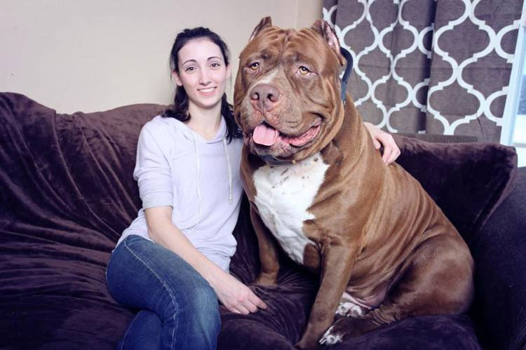 Este Es Hulk, El Pitbull De 80 Kg Que Te Aplastará Con Su Bondad