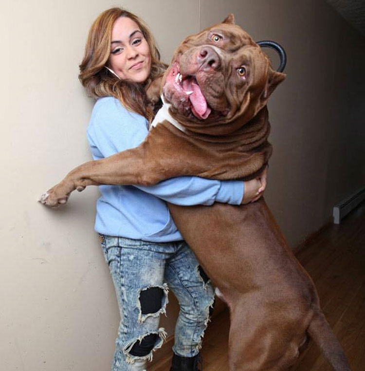 Este Es Hulk, El Pitbull De 80 Kg Que Te Aplastará Con Su Bondad