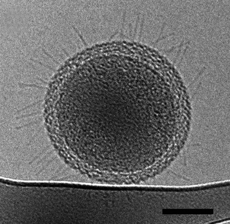 Científicos Capturan Las Primeras Imágenes Microscópicas De La Vida Más Pequeña Posible