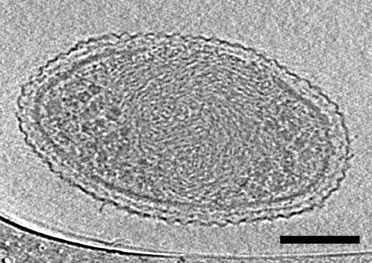 Científicos Capturan Las Primeras Imágenes Microscópicas De La Vida Más Pequeña Posible