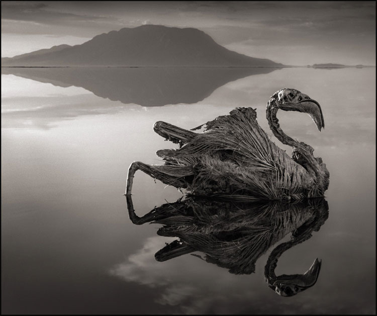 El Increíble Lago De Tanzania Que Convierte A Los Animales En Estatuas