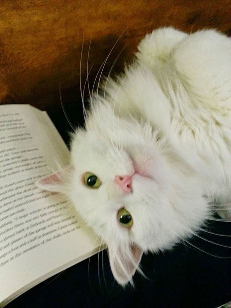 21 fotos que demuestran que los gatos NO QUIEREN que leas. La #10 te hará reír