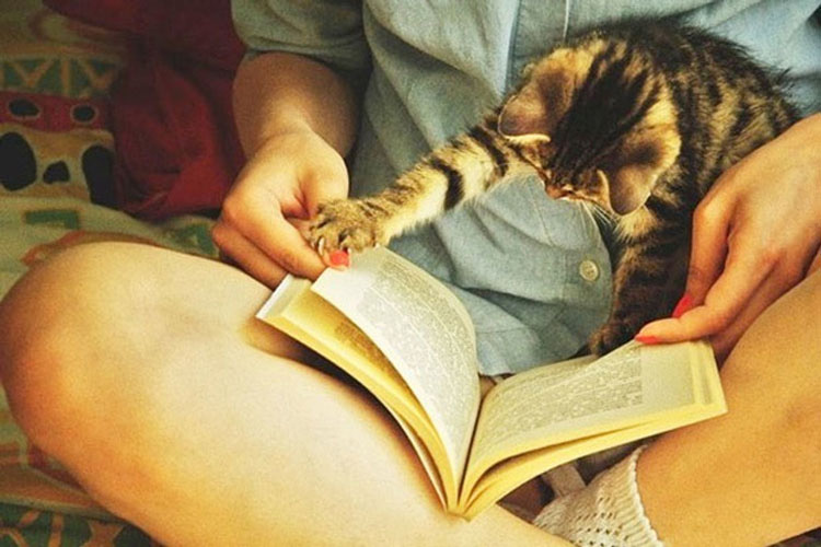 21 fotos que demuestran que los gatos NO QUIEREN que leas. La #10 te hará reír