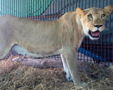 CONMOVEDOR. Después de años en jaulas de circo, liberan a 33 leones 1