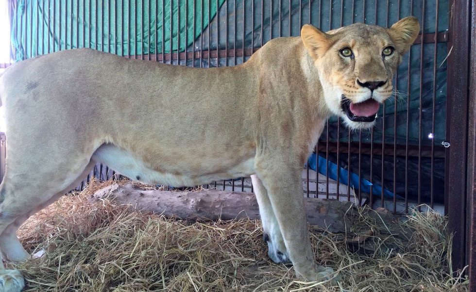 CONMOVEDOR. Después de años en jaulas de circo, liberan a 33 leones 1